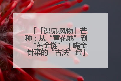 「遇见·风物」芒种：从“黄花地”到“黄金链” 丁嘴金针菜的“古法”经