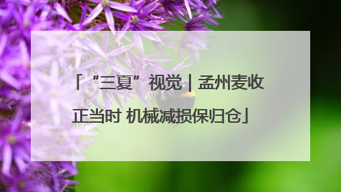 “三夏”视觉｜孟州麦收正当时 机械减损保归仓