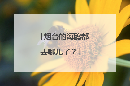 烟台的海鸥都去哪儿了？