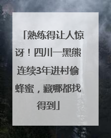 熟练得让人惊讶！四川一黑熊连续3年进村偷蜂蜜，藏哪都找得到