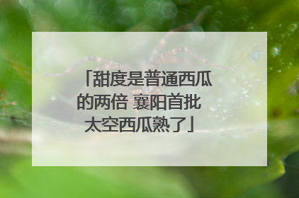 甜度是普通西瓜的两倍 襄阳首批太空西瓜熟了