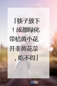筷子放下！成都绿化带桔黄小花并非黄花菜，吃不得