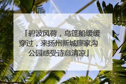 碧波风荷，乌篷船缓缓穿过，来扬州新城廖家沟公园感受诗意清凉