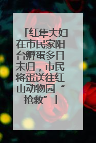 红隼夫妇在市民家阳台孵蛋多日未归，市民将蛋送往红山动物园“抢救”