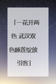 一花开两色 武汉双色睡莲绽放引客