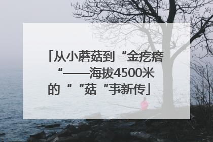 从小蘑菇到“金疙瘩“——海拔4500米的““菇“事新传
