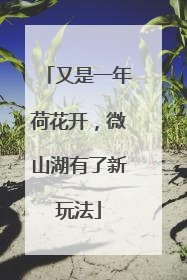 又是一年荷花开，微山湖有了新玩法