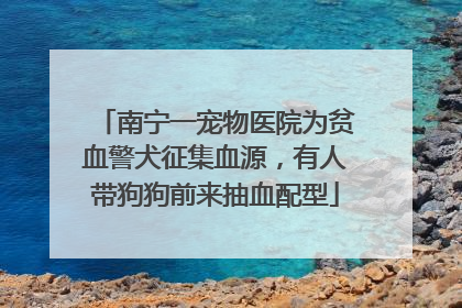 南宁一宠物医院为贫血警犬征集血源，有人带狗狗前来抽血配型