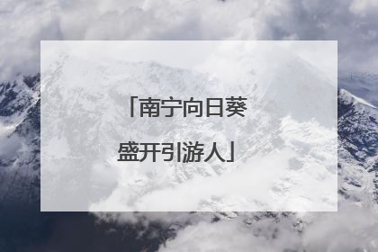 南宁向日葵盛开引游人