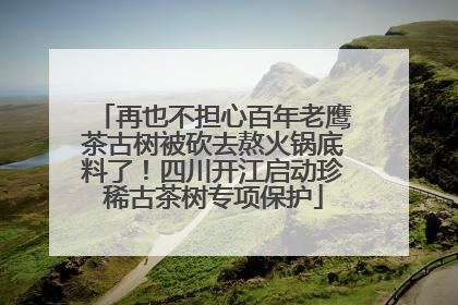 再也不担心百年老鹰茶古树被砍去熬火锅底料了！四川开江启动珍稀古茶树专项保护