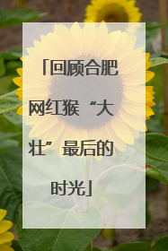 回顾合肥网红猴“大壮”最后的时光