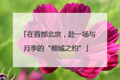在首都北京，赴一场与月季的“倾城之约”