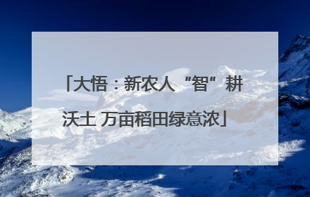 大悟：新农人“智”耕沃土 万亩稻田绿意浓