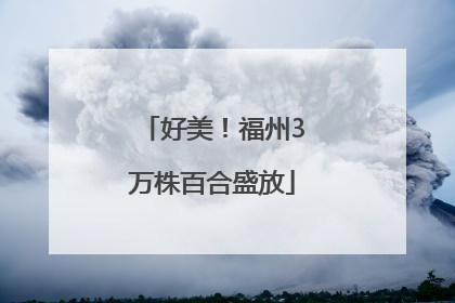 好美！福州3万株百合盛放