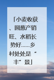 小麦收获、圆葱产销旺、水稻长势好……乡村处处是“丰”景