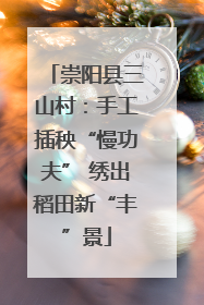 崇阳县三山村：手工插秧“慢功夫” 绣出稻田新“丰”景