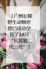 广州长隆野生动物世界已成功孕育了14只“长鼻猴二代三代”