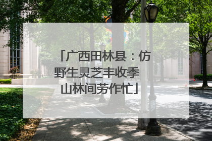 广西田林县：仿野生灵芝丰收季 山林间劳作忙