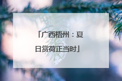 广西梧州：夏日赏荷正当时