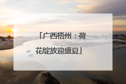 广西梧州：荷花绽放迎盛夏