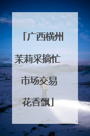 广西横州茉莉采摘忙 市场交易花香飘