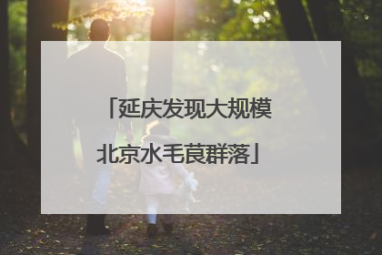 延庆发现大规模北京水毛茛群落