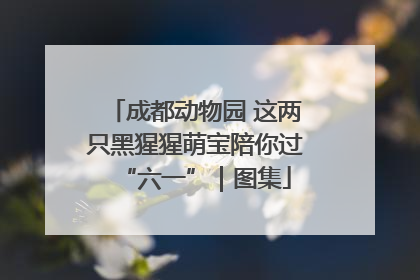 成都动物园 这两只黑猩猩萌宝陪你过“六一”｜图集