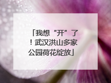 我想“开”了！武汉洪山多家公园荷花绽放