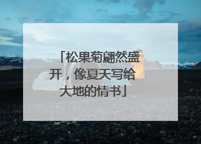 松果菊翩然盛开，像夏天写给大地的情书