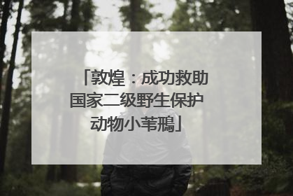敦煌：成功救助国家二级野生保护动物小苇鳽
