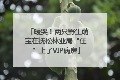 暖哭！两只野生萌宝在抚松林业局“住”上了VIP病房