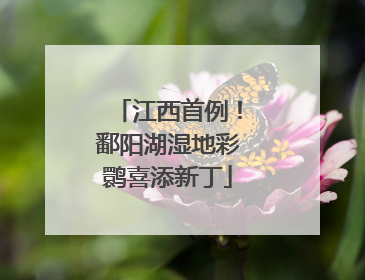江西首例！鄱阳湖湿地彩鹮喜添新丁