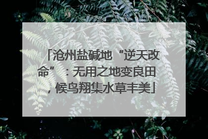 沧州盐碱地“逆天改命”：无用之地变良田，候鸟翔集水草丰美
