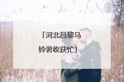 河北昌黎马铃薯收获忙