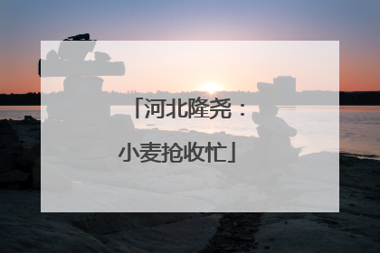河北隆尧：小麦抢收忙