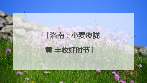 洛南：小麦覆陇黄 丰收好时节