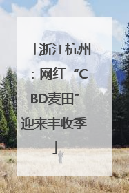 浙江杭州：网红“CBD麦田”迎来丰收季