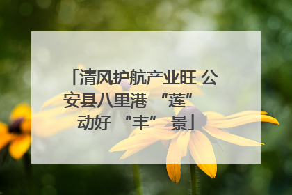 清风护航产业旺 公安县八里港 “莲” 动好 “丰” 景