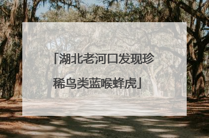湖北老河口发现珍稀鸟类蓝喉蜂虎