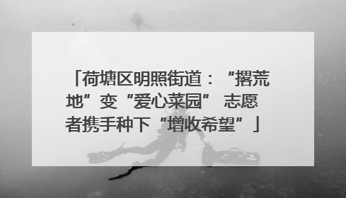 荷塘区明照街道：“撂荒地”变“爱心菜园” 志愿者携手种下“增收希望”