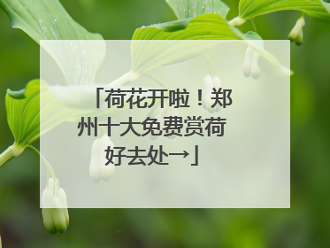 荷花开啦！郑州十大免费赏荷好去处→