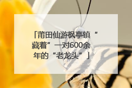 莆田仙游枫亭镇“藏着”一对600余年的“老龙头”