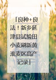 良种+良法！新乡延津县试验田小麦刷新黄淮麦区高产记录
