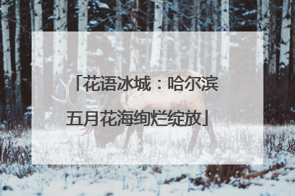 花语冰城：哈尔滨五月花海绚烂绽放