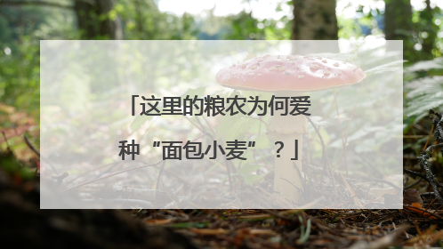这里的粮农为何爱种“面包小麦”？