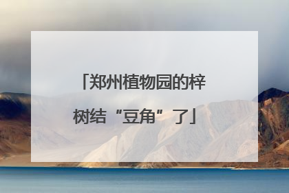郑州植物园的梓树结“豆角”了