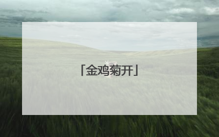 金鸡菊开