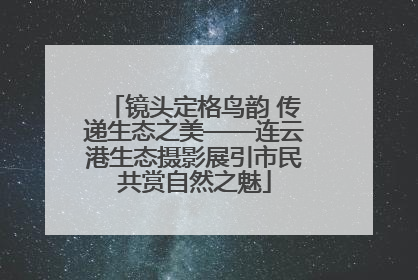 镜头定格鸟韵 传递生态之美——连云港生态摄影展引市民共赏自然之魅