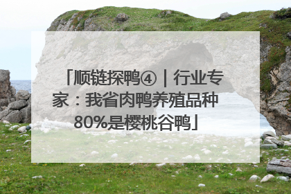 顺链探鸭④｜行业专家：我省肉鸭养殖品种80%是樱桃谷鸭
